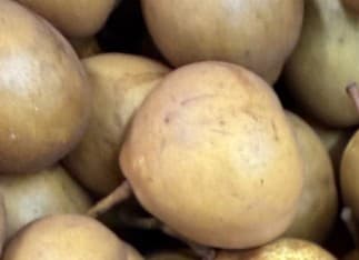 Bosc Pear