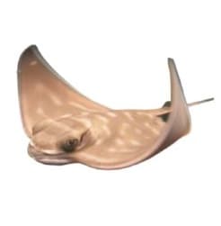 Eagle Ray