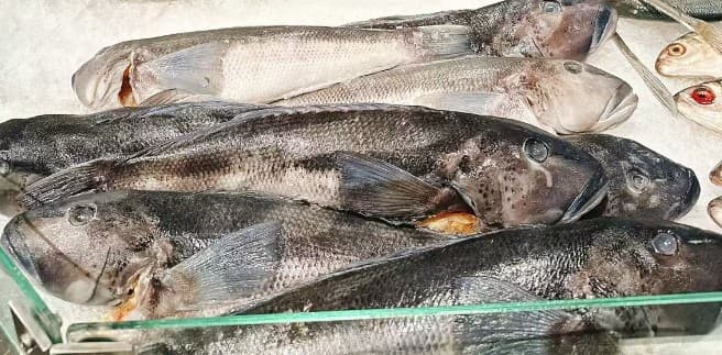 Frozen Blue Cod