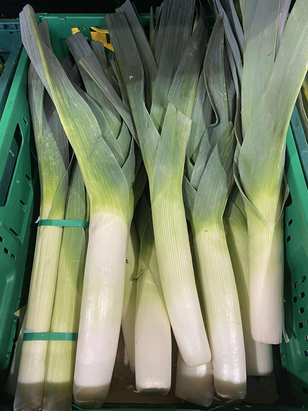Leek