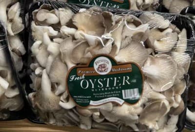 Oyster Mushroom