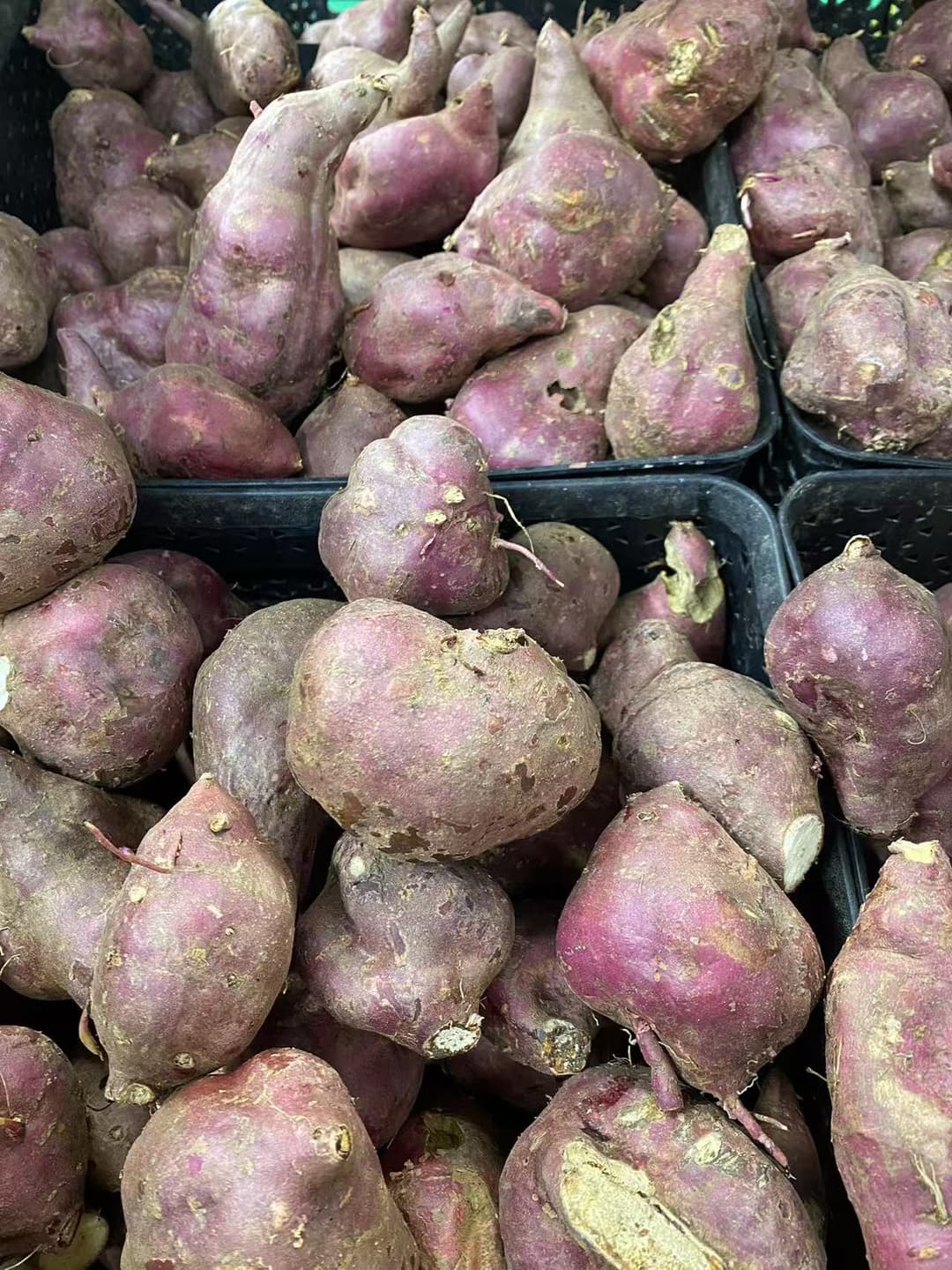 Red Kumara