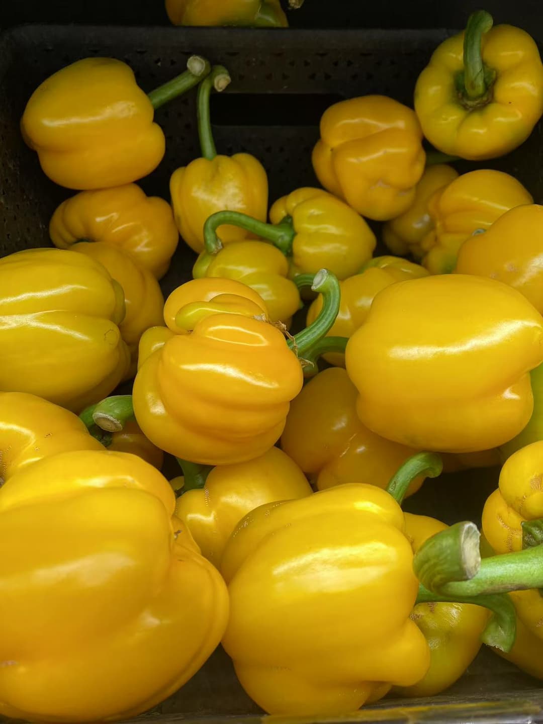 Yellow Capsicum